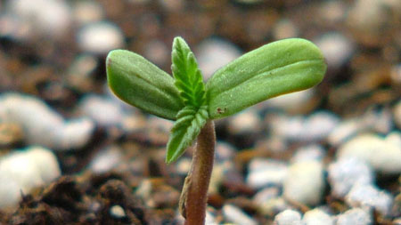 Baby seedling