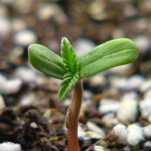 "Home Grow Masterclass" Online Course