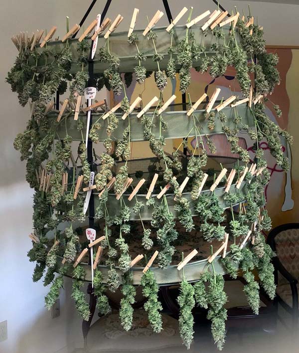 "Just finished a harvest of Wonder Woman and a few Sour Diesel. Thanks to the masterclass I had a remarkable canopy from topping and relentless LST - attaching a Pic...made a fabulous tincture from that bud, and since there was so much more than expected I got to be the neighborhood Weed Granny for Christmas. Talk about putting smiles on everyone's faces!!!! My very best to you."