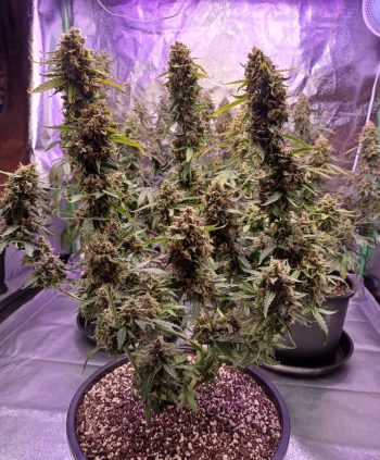 banana-kush-auto-trophy-pic-jeff-home-grow-masterclass-student