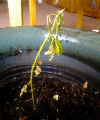 dads-sick-plant1