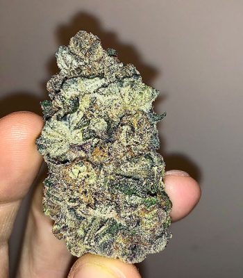 michael-nug