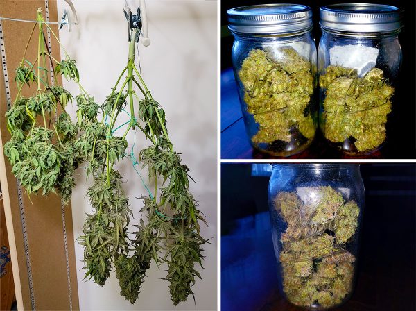 nebula-haze-dad-first-successful-harvest-cannabis-plants-drying-in-closet