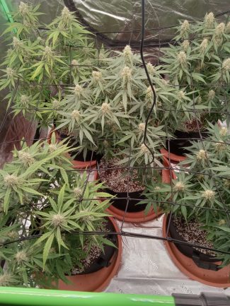 raymond home grow masterclass student 20240306_105507