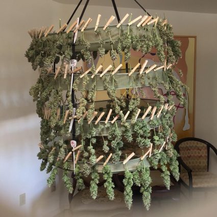 tika first harvest drying