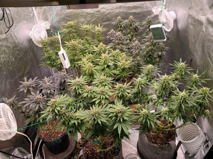 timothy-harvest-after-home-grow-masterclass